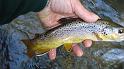 Last fish of the day